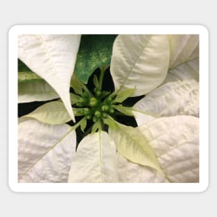 A White Christmas Poinsettia of Peace Joy and Harmony Sticker